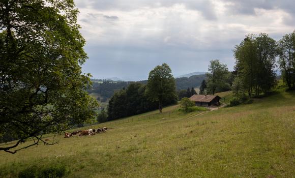 Chemin du Jura