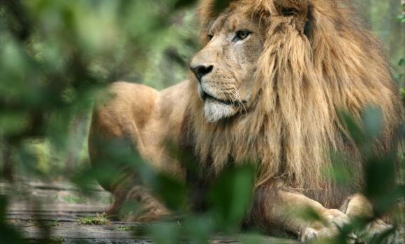 Zoo al Maglio