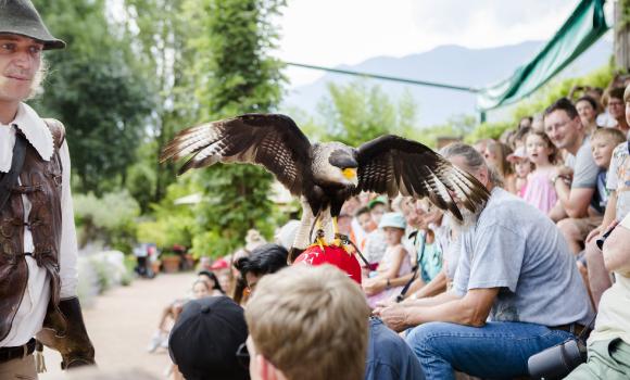 Falconry