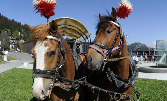 Cozy horse-drawn carriage rides on the Rigi