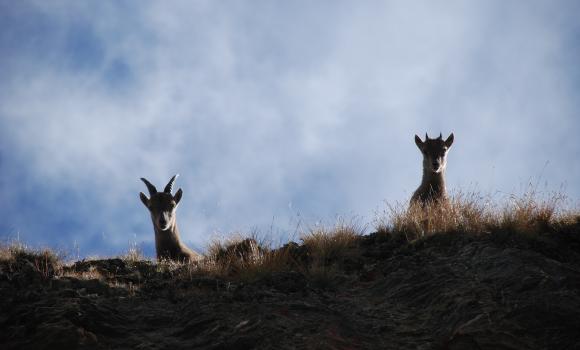 Stalking wildlife in Grimentz