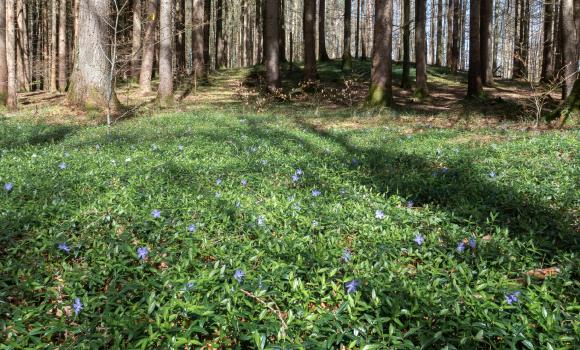 Wildnisweg Sihlwald