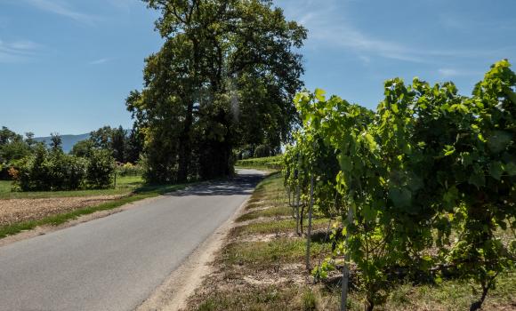 Route des Châteaux et Maisons fortes