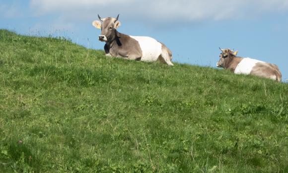 Herzschlaufe Napf, Stage 2/3