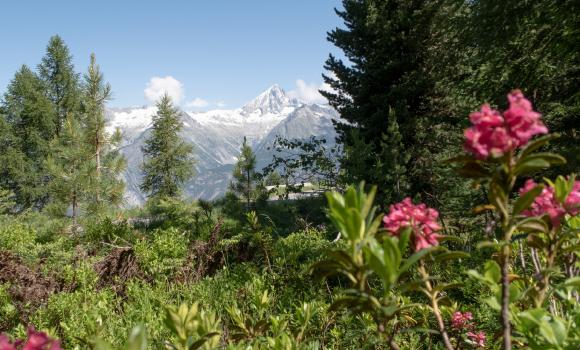 Moosalp Panoramaweg
