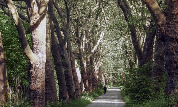 Bodensee-Radweg