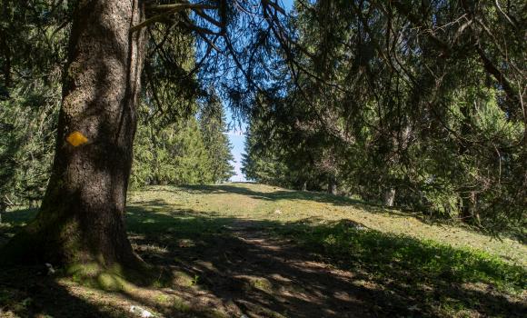 Chemin du Jura bernois