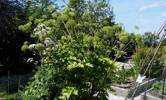 Medieval herb garden in Briey