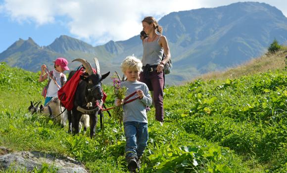 Out and about with the goats