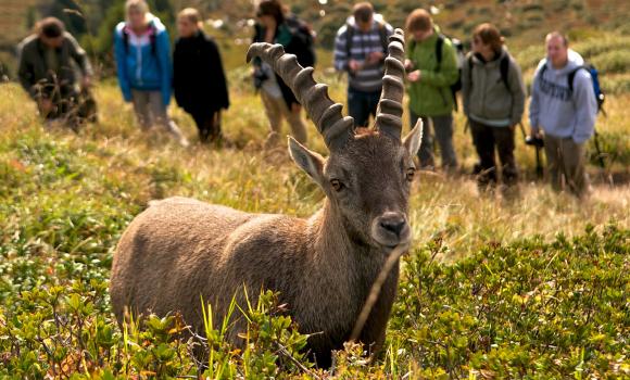 Observing nature and wildlife on the Niederhorn