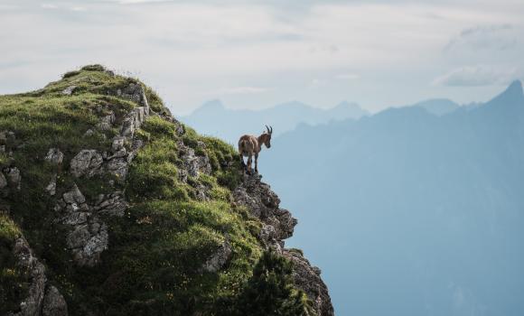 Observing nature and wildlife on the Niederhorn