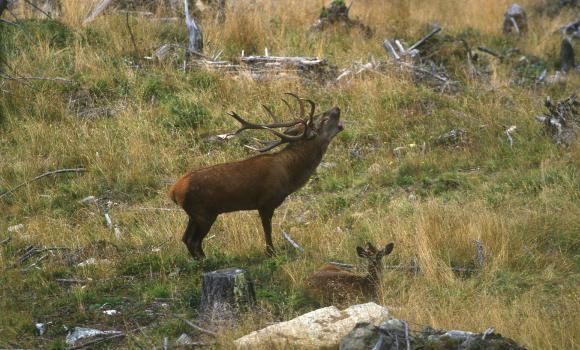 Stag rutting weekend in Aletsch Forest