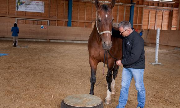 Leadership training and teambuilding with horses 