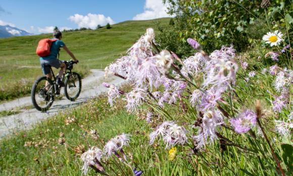 Alpine Bike