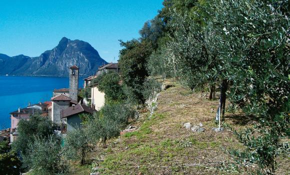 Immagine 3