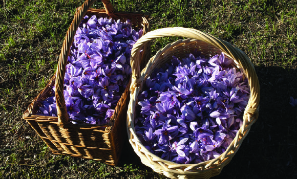 Immagine 3