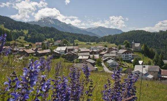 Immagine 2
