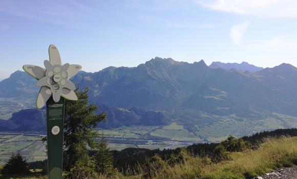 L’itinerario della stella alpina in cima al Pizol
