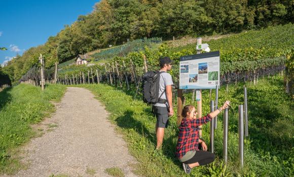 Percorso avventura nei vigneti di Spiez