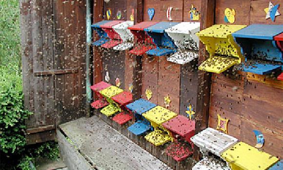 Schafisheim: sentiero didattico delle api