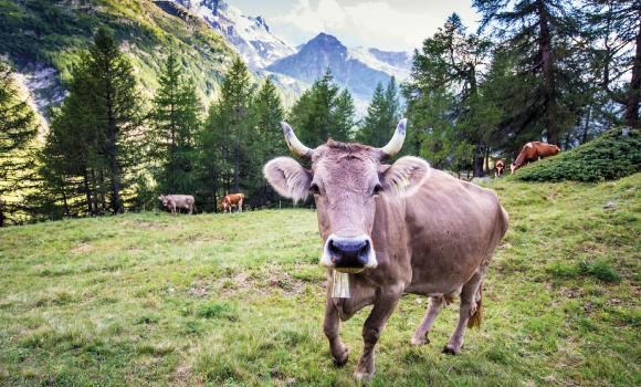 Economia alpina nella Valle di Binn