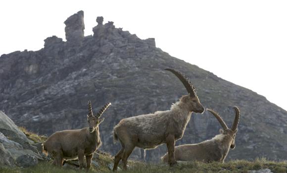 Osservare le marmotte, camosci e cervi