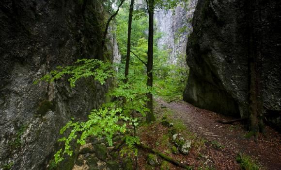 Weissenstein-Passwang-Weg, Tappa 2/2