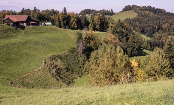 Thurgauer Tannzapfenweg