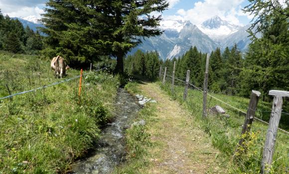 Suonenweg Brandalp–Eischoll