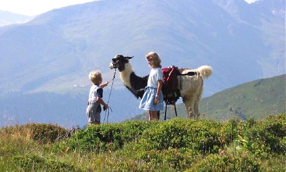 In giro con i lama a Disentis-Sedrun