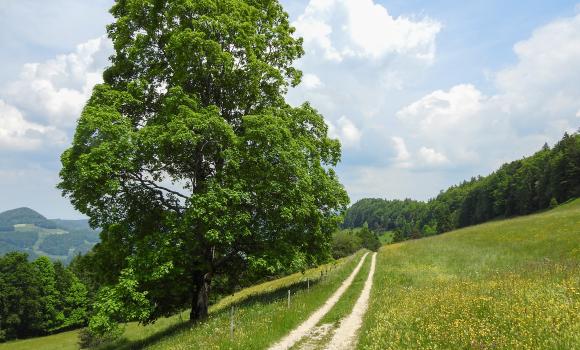 Weissenstein-Passwang-Weg