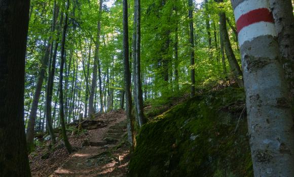 Waldstätterweg