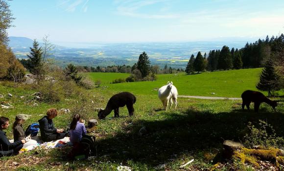 Passeggiare nel verde con i lama