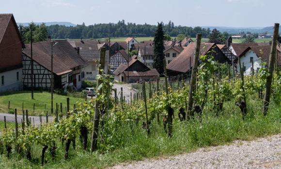 Zürcher Weinland Weg