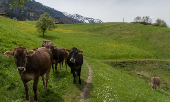 Bruderklausenweg