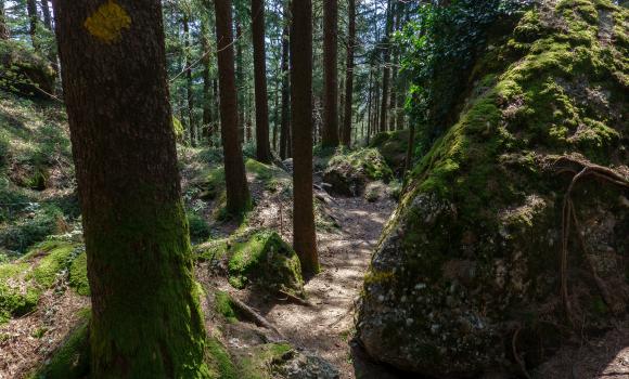 Goldauer Bergsturzspur