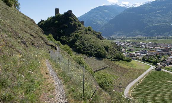 Chemin du vignoble