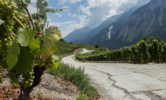 Chemin du Vignoble