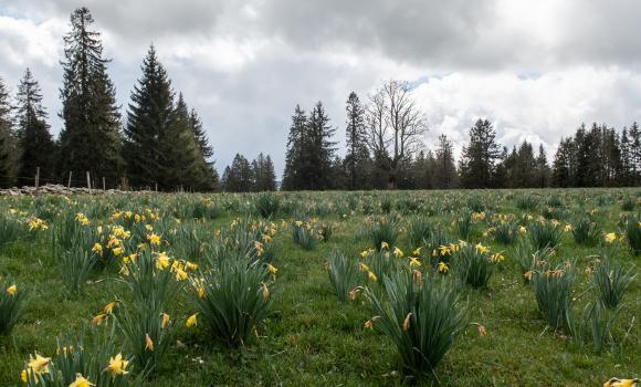 Chemin du Jura bernois