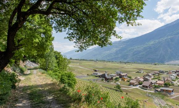 Chemin du vignoble