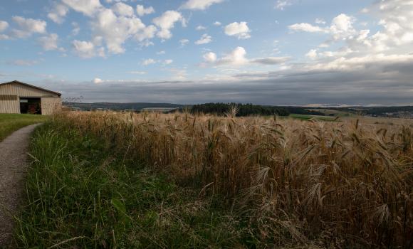 Chemin du Jura