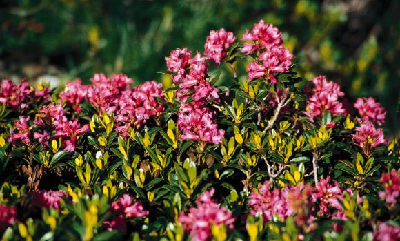 Le passeggiate botaniche