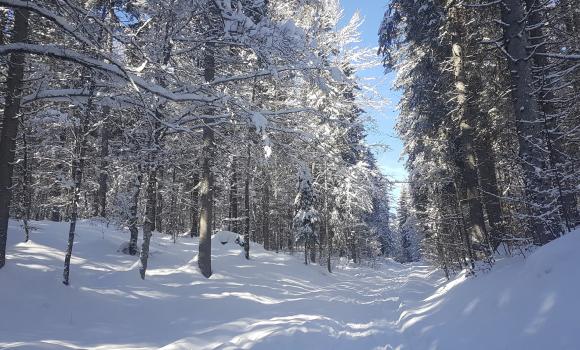 Miti, storie e gastronomia nel bosco di Risoud