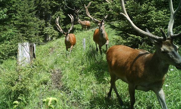 Osservare la fauna selvatica ad Habkern