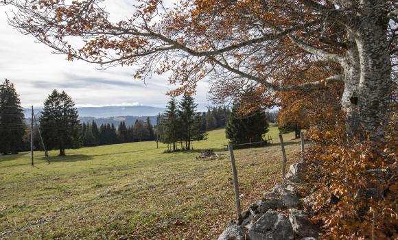 Chemin du Jura bernois