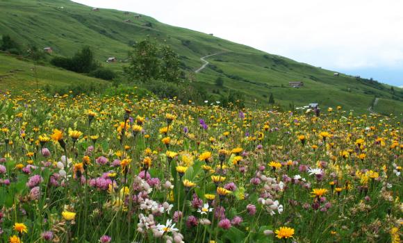 Fideriser Heuberge