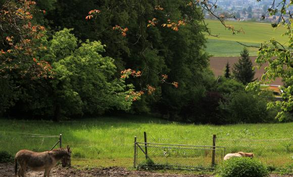 Oberdorf-Grenchen-Waldrandweg