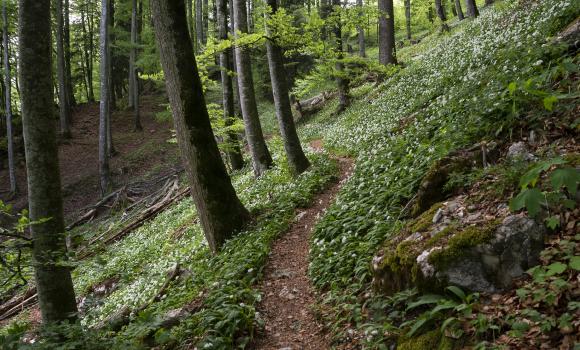 Rheintaler Höhenweg, Tappa 3/6