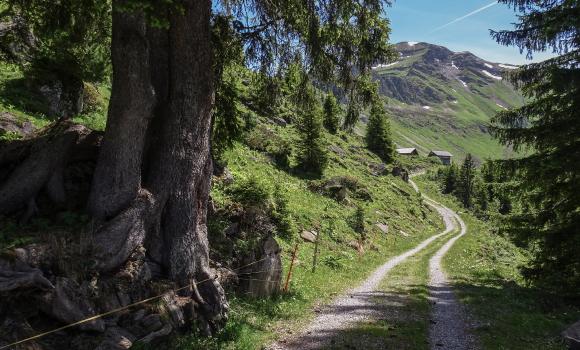 Bergweg Kraftort Grimmiwasser