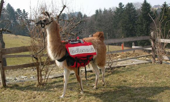 Un trekking molto speciale con il lama